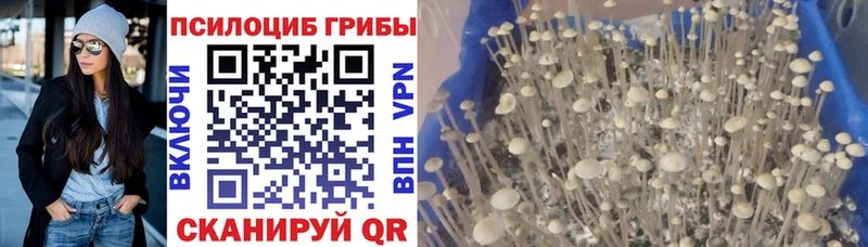 Галлюциногенные грибы Cubensis  Иваново 